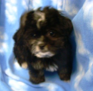 Br: Chihuahua • Gndr: F • C: Cream Br: Chihuahua • Gndr: F • C: Cream