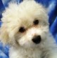 Br: Soft Coated Wheaten • Gndr: F • C: Wheaten Br: Soft Coated Wheaten • Gndr: F • C: Wheaten
