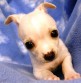 Br: Lhasa Apso • Gndr: NM • C: Red Gold Br: Lhasa Apso • Gndr: NM • C: Red Gold